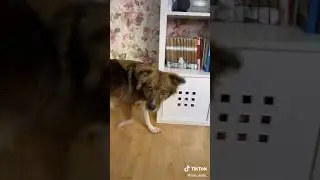 Умная собака, выполняет различные команда.
