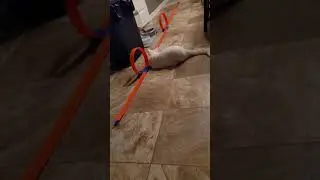 Hot Wheels RC Tesla Cybertruck vs Loop Track vs Cats Round 06