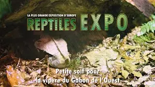 Vipère du Gabon de l'Ouest qui se désaltère