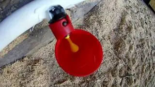 Авто поилка для кур своими руками