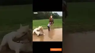 Смешные лошади 🤣🤣🤣😂☺️