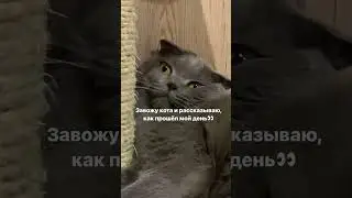 Коты снимают стресс…