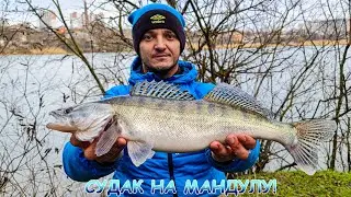 Pike perch on mandula! Jig on the river.
