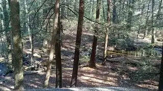Relaxing Wilderness Forest Gentle Stream Ambience