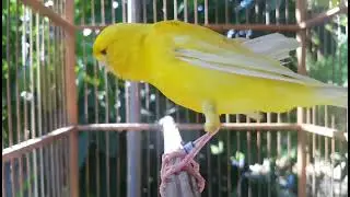 Kompilasi Kenari Gacor | Putar Sekali langsung bikin emosi yang lain #canary #kenari #kenarigacor
