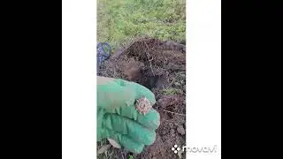 #деревня..осень#коп#увлечение#монеты#серебро#золото партии..#ходим бродим####₽