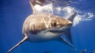 Смотреть гигантская акула. Watch the basking shark.