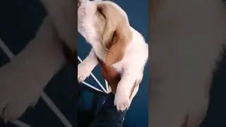Basset Hound, Hermosos nuestros ejemplares Praderas