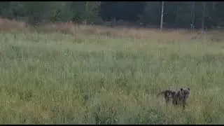 охота на овсах