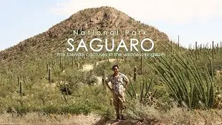 Saguaro National Park : The friendly cactuses in wildness kingdom