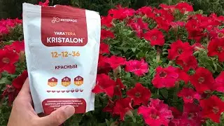 Чтобы сурфинии хорошо росли и цвели, лучшее удобрение для сурфинии, петунии
