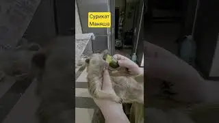 сурикат Маняша #сурикат #meerut #animals #funny