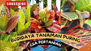 Cara Budidaya Tanaman Puring