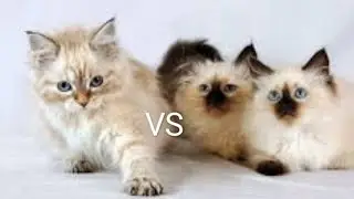 Невская Маскарадние vs Сиамские коты