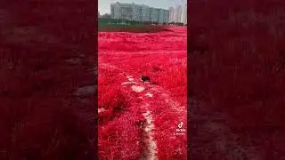 Петя бультерьер 