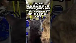 Кот смотрит с пустым взглядом