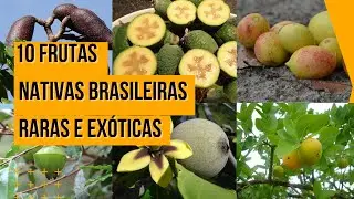 [FRUTAS EXÓTICAS NATIVAS DO BRASIL] Frutas raras e exóticas e seus benefícios