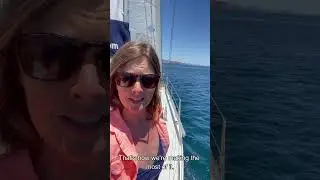 #sailing to #saveanimals