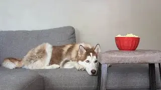 Trying TikTok Trends on my Husky & Aussiedoodle