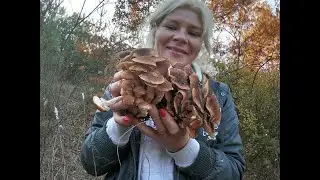 ОПЯТА ОСЕННИЕ В НЕВЕРОЯТНОМ КОЛИЧЕСТВЕ!