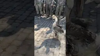 Біологічні війська України ☣️Гусак-розвідник, з нічним баченням та з визначенням координат #army#war