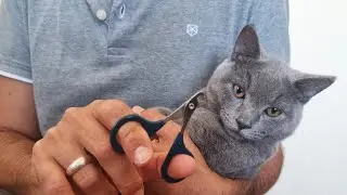 Trimming my cat's claws