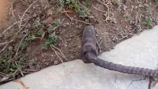 Жизнь в Бестубе
