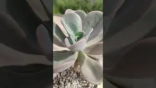Graptoveria 