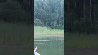 лось. просто лось....