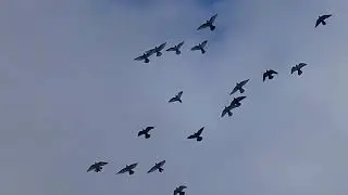 Совет от Гагика 53.Как должны голуби вести себя при опасности!9.11.17г