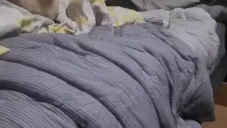 고양이 야동보여주기