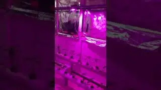 Yapay ışıklı hidroponik biber yetiştiriciliği
