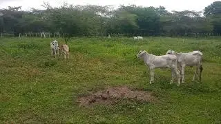 Los becerro en lugares pasto#viral #follow