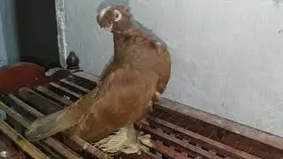 Голубь красивый как игрушка.