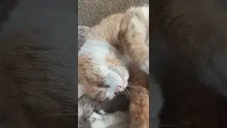 Тигруля. 