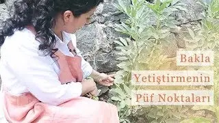 Bakla Yetiştirmenin Püf Noktaları