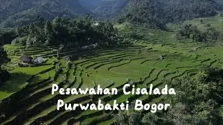 Pesawahan Cisalada Purwabakti  Pamijahan Bogor