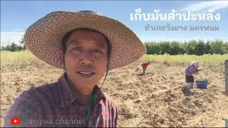 Community way of life EP3 Tapioca farm, Grandma Sathien,  Nakhon Phanom Thailand |Jangwachannel
