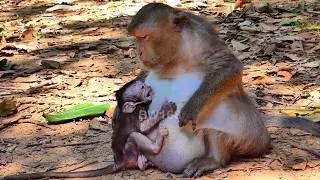 Old mama gently motions the body to postpone her baby Dimitri demands breastfeeding