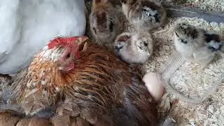kuikentjes en kipjes🐔🐤