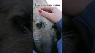 Друзья человека