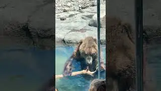 I’m obsessed with this guy 🥹🐻#travel #toledozoo #bear #animallover