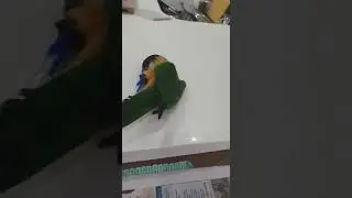Black Headed Caique bench press #SapporoCaique