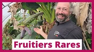 À la découverte des fruitiers rares : Rencontre avec Dimitri de la pépinière de Zoetewei