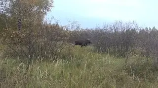 Hunting with huskies. A large elk almost knocked me down