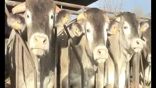 boeufs 2016