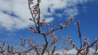 Toronto Sakura - Mix by Marinko