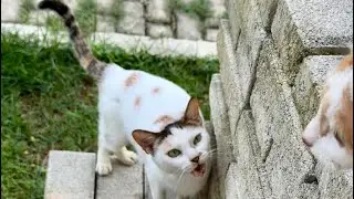 Using Food to Make the Outdoor Cats Get Close to Indoor Cat Ficus