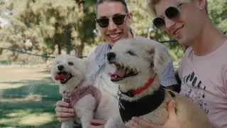 Dogs' Day Out