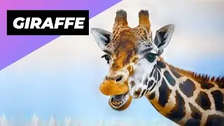Giraffe 🦒 The Tallest Animal In The World 